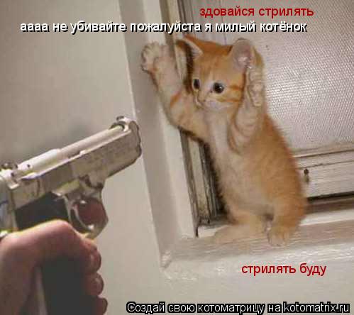здовайся стрилять стрилять буду аааа не убивайте пожалуйста я милый котёнок... Котоматрица: здовайся стрилять стрилять буду аааа не убивайте пожалуйста я милый котёнок