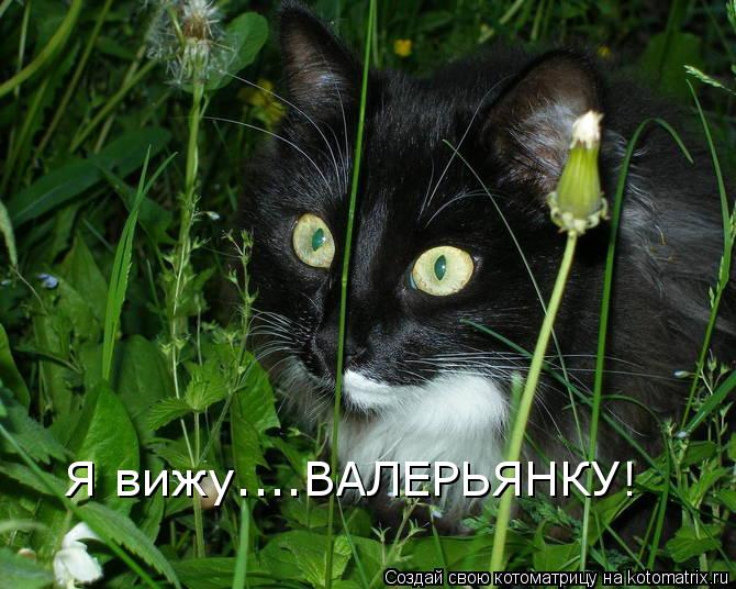 Я вижу....ВАЛЕРЬЯНКУ!... Котоматрица: Я вижу....ВАЛЕРЬЯНКУ!