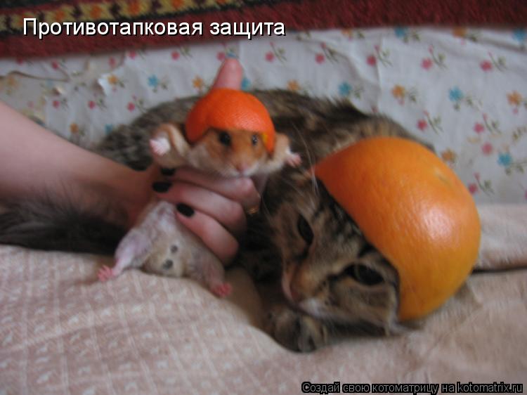 Противотапковая защита... Котоматрица: Противотапковая защита
