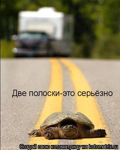 Две полоски-это серьёзно... Котоматрица: Две полоски-это серьёзно