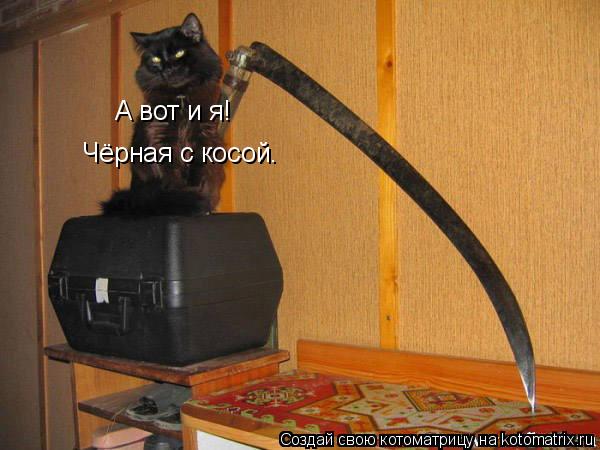 А вот и я! Чёрная с косой.... Котоматрица: А вот и я! Чёрная с косой.