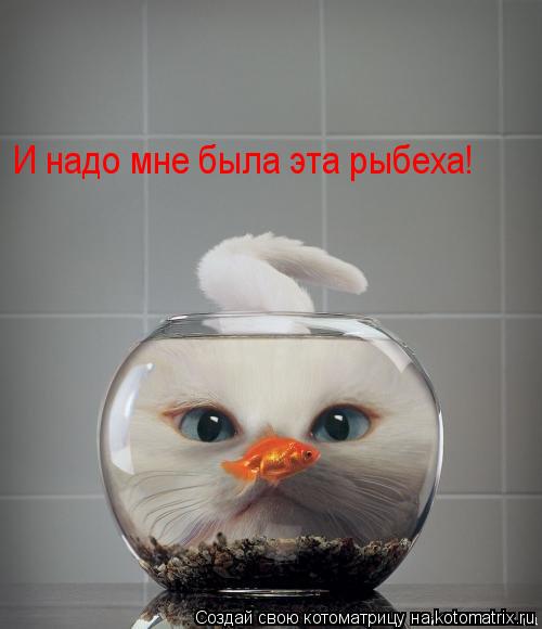 И надо мне была эта рыбеха!... Котоматрица: И надо мне была эта рыбеха!