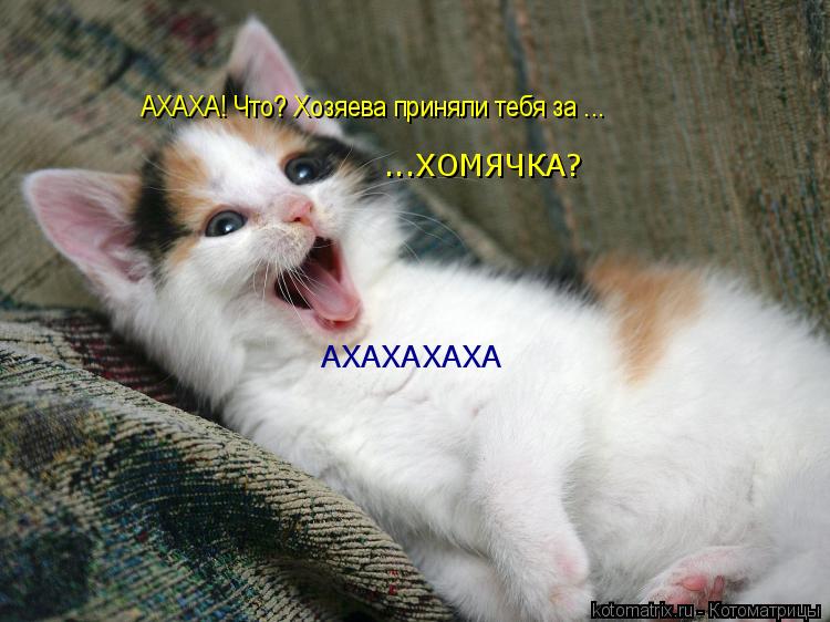 АХАХА! Что? Хозяева приняли тебя за ... ...ХОМЯЧКА? АХАХАХАХА... Котоматрица: АХАХА! Что? Хозяева приняли тебя за ... ...ХОМЯЧКА? АХАХАХАХА