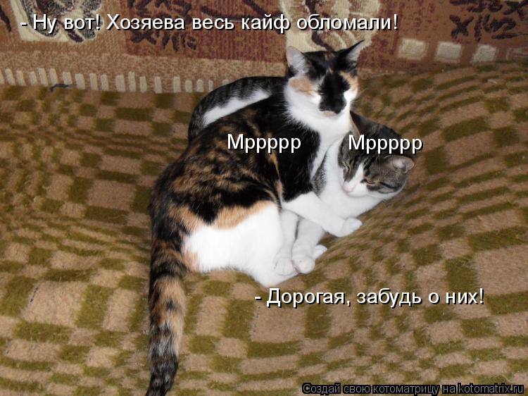 - Ну вот! Хозяева весь кайф обломали! - Дорогая, забудь о них! Мррррр Мррррр... Котоматрица: - Ну вот! Хозяева весь кайф обломали! - Дорогая, забудь о них! Мррррр Мррррр