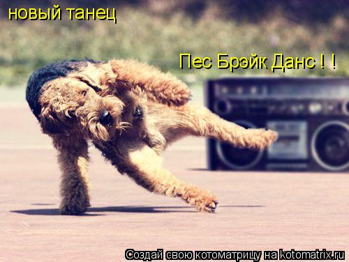 новый танец Пес Брэйк Данс ! !... Котоматрица: новый танец Пес Брэйк Данс ! !