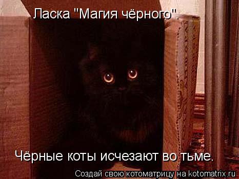 Ласка "Магия чёрного". Чёрные коты исчезают во тьме.... Котоматрица: Ласка "Магия чёрного". Чёрные коты исчезают во тьме.