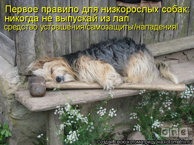 Котоматрица: Первое правило для низкорослых собак: никогда не выпускай из лап  средство устрашения/самозащиты/нападения!