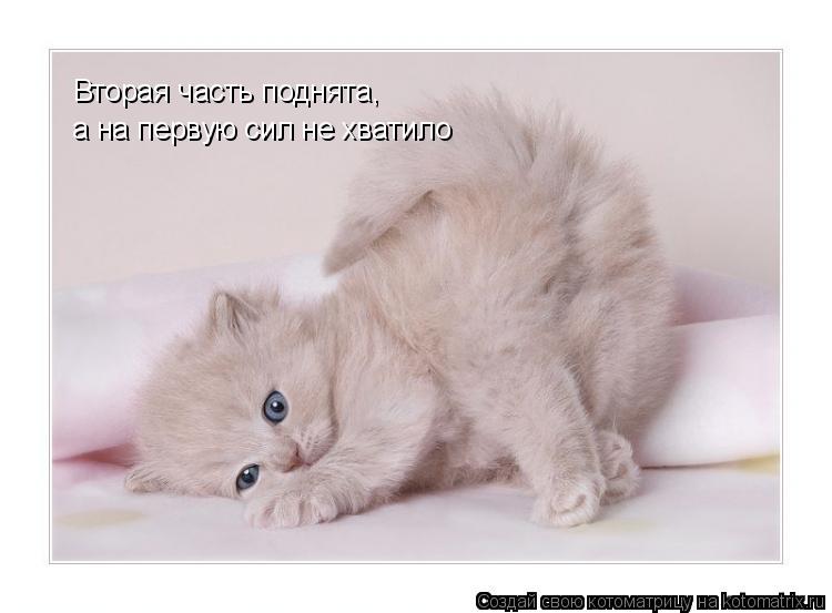 Котоматрица: Вторая часть поднята, а на первую сил не хватило