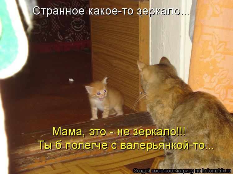 Котоматрица: Странное какое-то зеркало... Мама, это - не зеркало!!! Ты б полегче с валерьянкой-то...