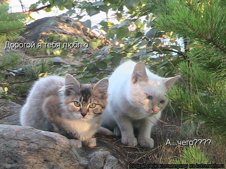 Дорогой я тебя люблю. А...чего????... Котоматрица: Дорогой я тебя люблю. А...чего????