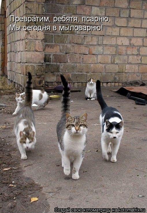 Мы сегодня в мыловарню! Превратим, ребятя, псарню,... Котоматрица: Мы сегодня в мыловарню! Превратим, ребятя, псарню,