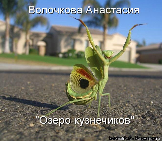 Волочкова Анастасия "Озеро кузнечиков"... Котоматрица: Волочкова Анастасия "Озеро кузнечиков"