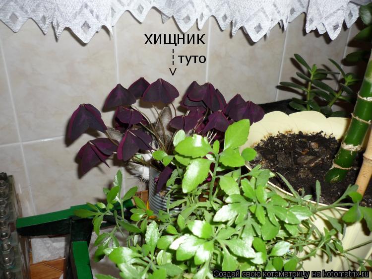 ХИЩНИК ---> туто... Котоматрица: ХИЩНИК ---> туто