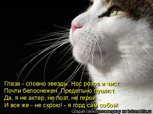 Глаза - словно звезды. Нос розов и чист. Почти белоснежен. Предельно пушист. Да, я не актер, не поэт,... Котоматрица: Глаза - словно звезды. Нос розов и чист. Почти белоснежен. Предельно пушист. Да, я не актер, не поэт, не герой... И все же - не скрою! - я горд сам с