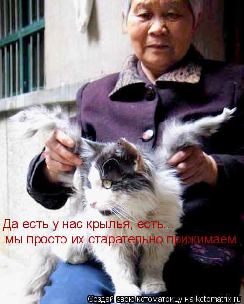 Котоматрица: Да есть у нас крылья, есть... мы просто их старательно прижимаем