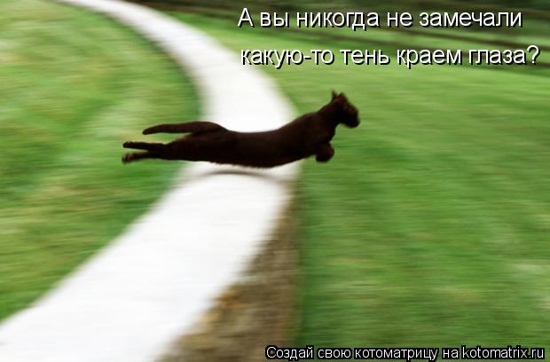 Котоматрица: А вы никогда не замечали  какую-то тень краем глаза?