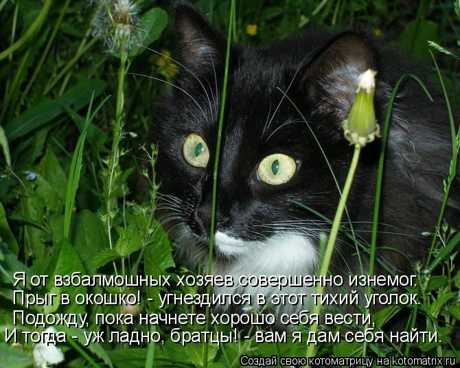 Котоматрица: Я от взбалмошных хозяев совершенно изнемог. Прыг в окошко! - угнездился в этот тихий уголок. Подожду, пока начнете хорошо себя вести, И тогда 