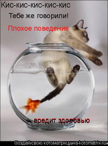 Котоматрица: Кис-кис-кис-кис-кис Тебе же говорили!  Плохое поведение  вредит здоровью вредит здоровью