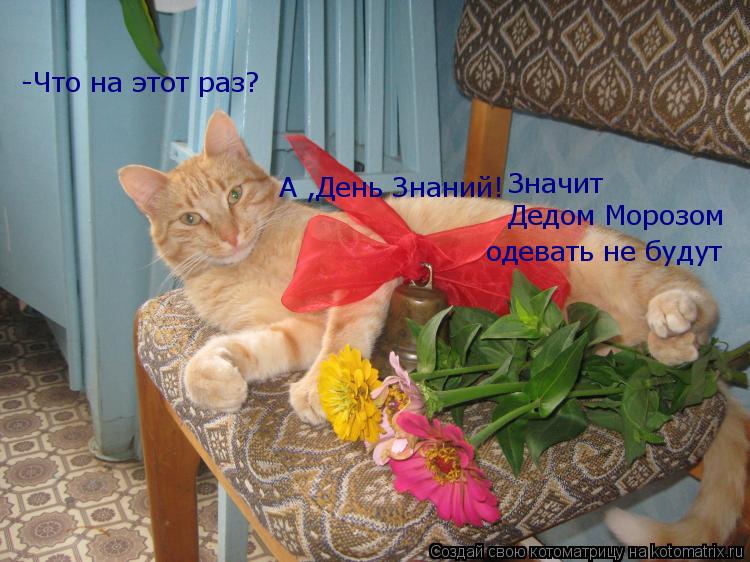 -Что на этот раз? А ,День Знаний! Значит Дедом Морозом одевать не будут... Котоматрица: -Что на этот раз? А ,День Знаний! Значит Дедом Морозом одевать не будут