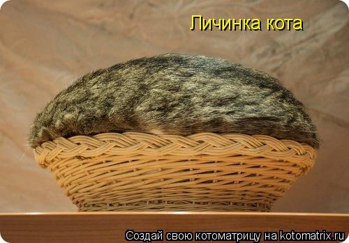 Личинка кота... Котоматрица: Личинка кота