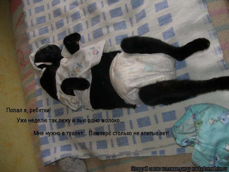 Попал я, ребятки! Уже неделю так лежу и пью одно молоко... Мне нужно в туалет... Памперс столько не в... Котоматрица: Попал я, ребятки! Уже неделю так лежу и пью одно молоко... Мне нужно в туалет... Памперс столько не впитывает!