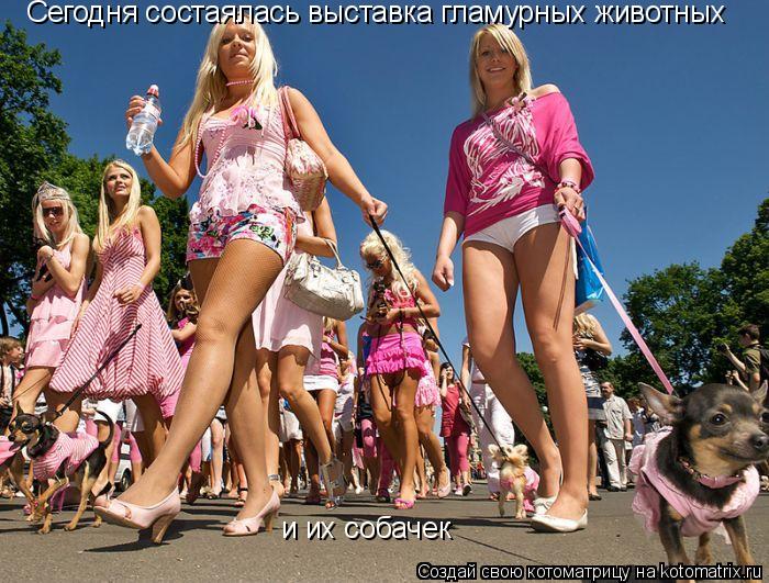 Сегодня состаялась выставка гламурных животных и их собачек... Котоматрица: Сегодня состаялась выставка гламурных животных и их собачек