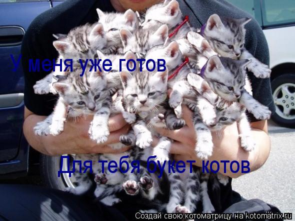 У меня уже готов Для тебя букет котов... Котоматрица: У меня уже готов Для тебя букет котов