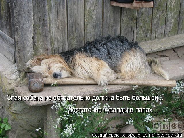 Злая собака не обязательно должна быть большой... Достаточно кувалды в лапах...... Котоматрица: Злая собака не обязательно должна быть большой... Достаточно кувалды в лапах...