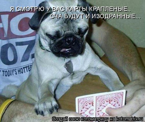 Котоматрица: Я СМОТРЮ У ВАС КАРТЫ КРАПЛЕНЫЕ.. СЧА БУДУТ И ИЗОДРАННЫЕ...