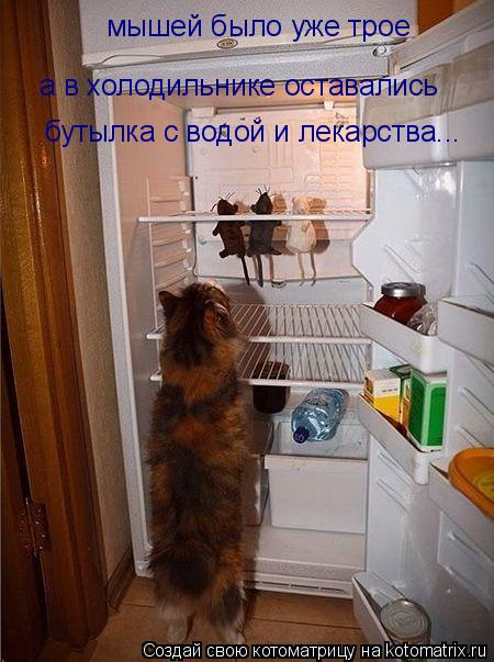 Котоматрица: мышей было уже трое  а в холодильнике оставались  бутылка с водой и лекарства...