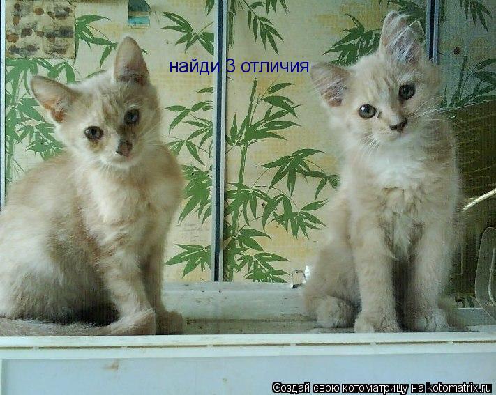 Котоматрица: найди 3 отличия