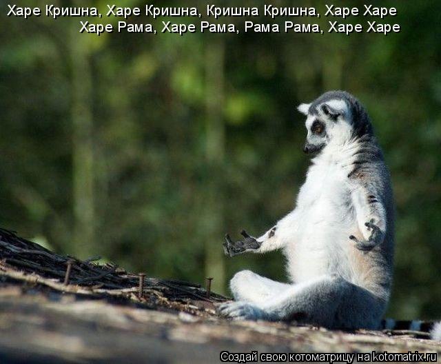 Котоматрица: Харе Кришна, Харе Кришна, Кришна Кришна, Харе Харе  Харе Рама, Харе Рама, Рама Рама, Харе Харе