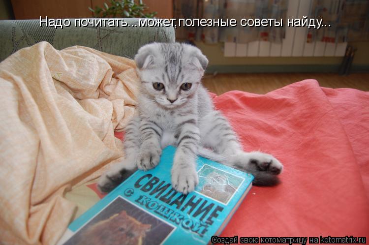 Надо почитать...может,полезные советы найду...... Котоматрица: Надо почитать...может,полезные советы найду...