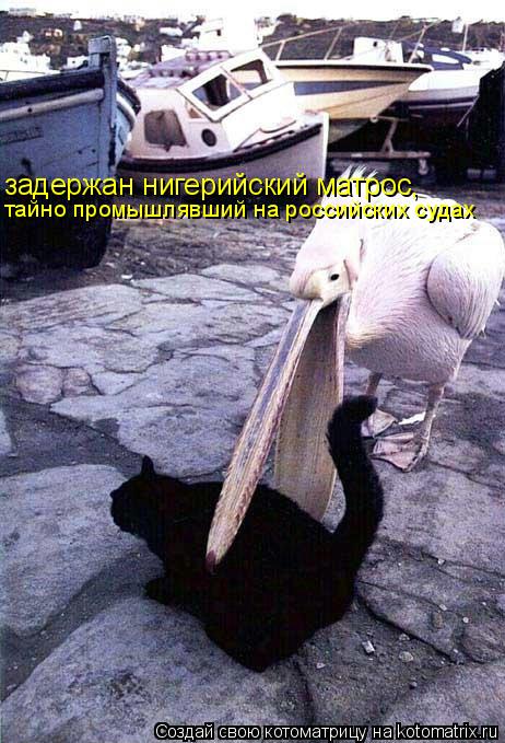 Котоматрица: задержан нигерийский матрос, тайно промышлявший на российских судах