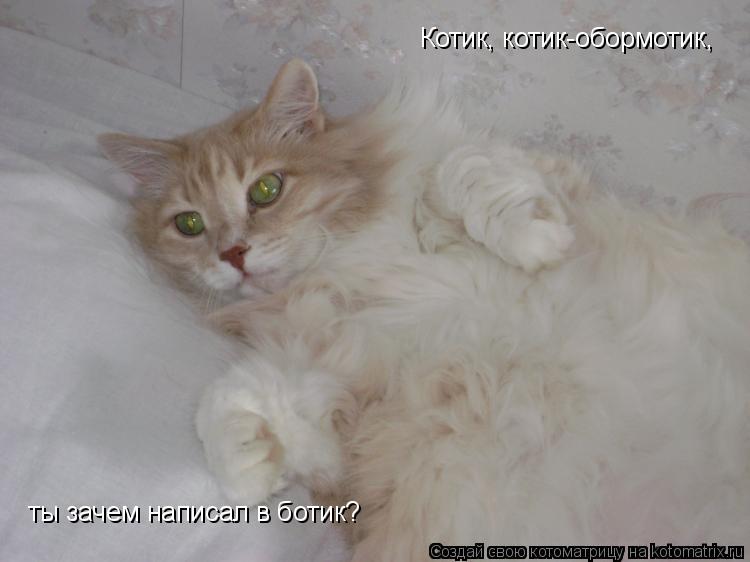 Котик, котик-обормотик, ты зачем написал в ботик?... Котоматрица: Котик, котик-обормотик, ты зачем написал в ботик?