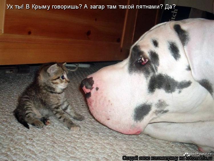 Ух ты! В Крыму говоришь? А загар там такой пятнами? Да?... Котоматрица: Ух ты! В Крыму говоришь? А загар там такой пятнами? Да?