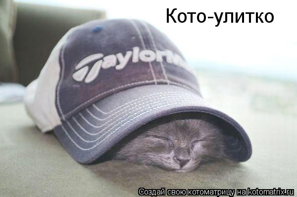 Кото-улитко... Котоматрица: Кото-улитко