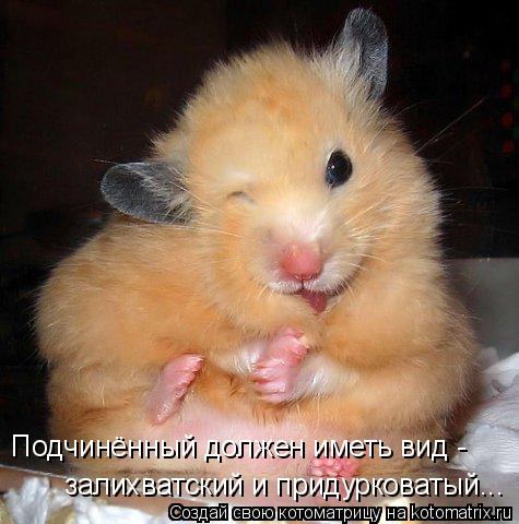 Подчинённый должен иметь вид - залихватский и придурковатый...... Котоматрица: Подчинённый должен иметь вид - залихватский и придурковатый...