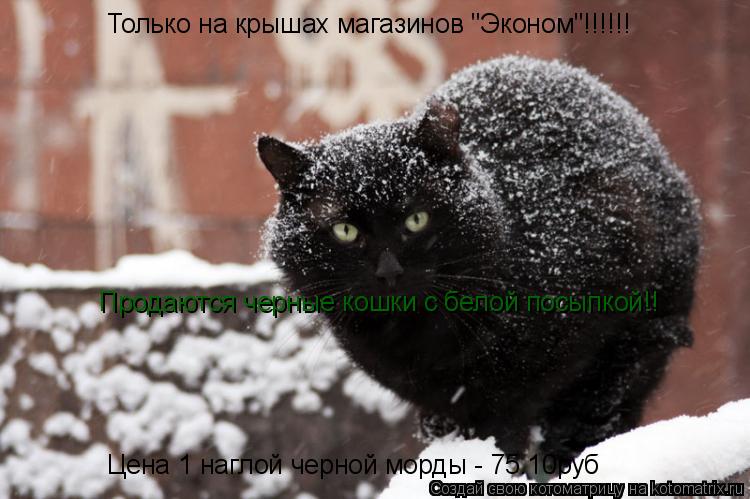Только на крышах магазинов "Эконом"!!!!!! Продаются черные кошки с белой посыпкой!! Цена 1 наглой чер... Котоматрица: Только на крышах магазинов "Эконом"!!!!!! Продаются черные кошки с белой посыпкой!! Цена 1 наглой черной морды - 75.10руб