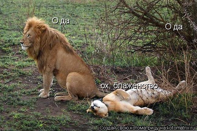 ох, блаженство О да О да... Котоматрица: ох, блаженство О да О да