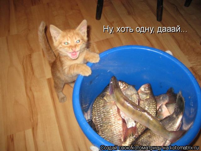 Ну, хоть одну, дааай...... Котоматрица: Ну, хоть одну, дааай...