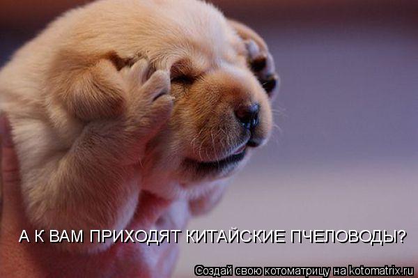А К ВАМ ПРИХОДЯТ КИТАЙСКИЕ ПЧЕЛОВОДЫ?... Котоматрица: А К ВАМ ПРИХОДЯТ КИТАЙСКИЕ ПЧЕЛОВОДЫ?