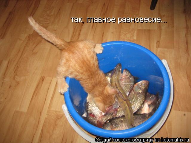 так, главное равновесие...... Котоматрица: так, главное равновесие...
