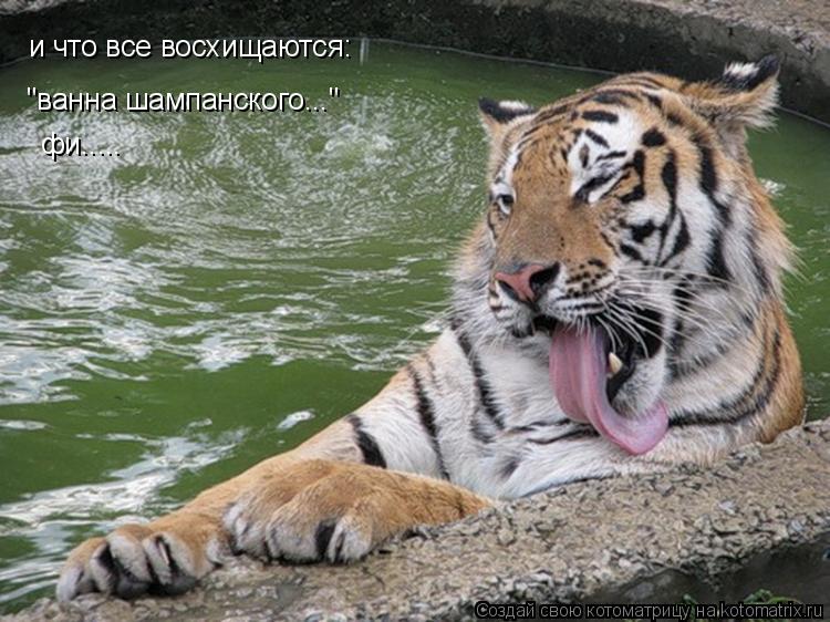Котоматрица: и что все восхищаются: "ванна шампанского..." фи.....