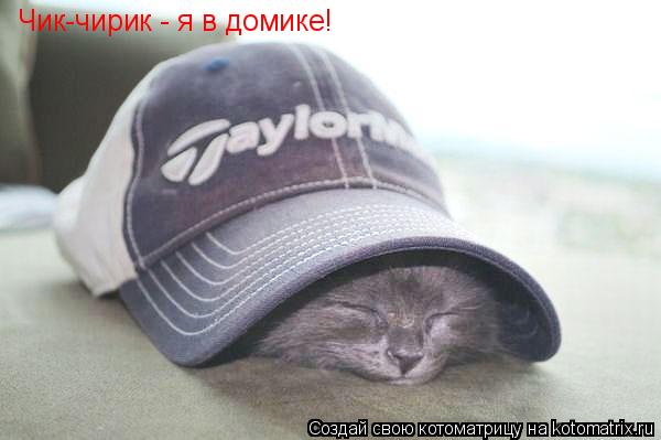 Котоматрица: Чик-чирик - я в домике!