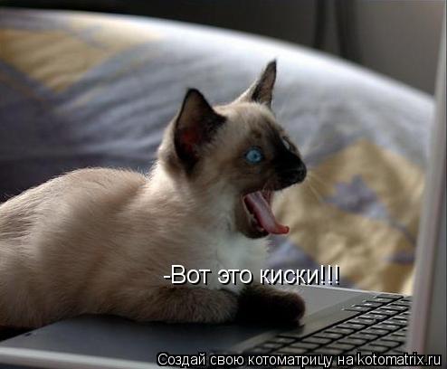 Котоматрица: -Вот это киски!!!