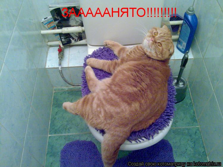 Котоматрица: ЗАААААНЯТО!!!!!!!!!