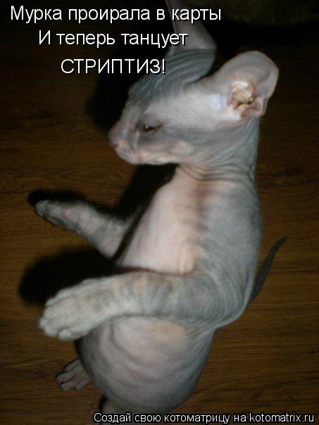 Мурка проирала в карты И теперь танцует СТРИПТИЗ!... Котоматрица: Мурка проирала в карты И теперь танцует СТРИПТИЗ!