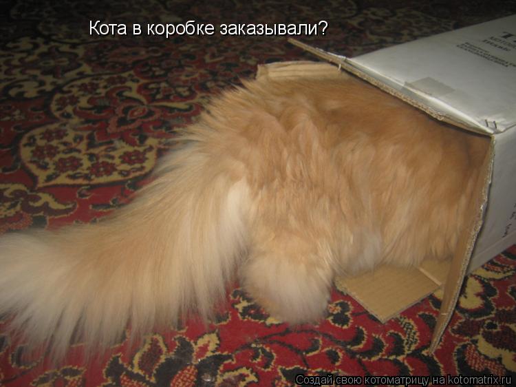 Кота в коробке заказывали?... Котоматрица: Кота в коробке заказывали?