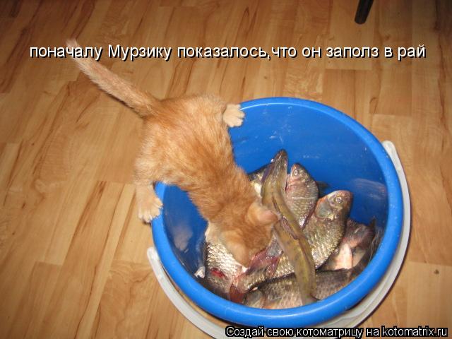 поначалу Мурзику показалось,что он заполз в рай... Котоматрица: поначалу Мурзику показалось,что он заполз в рай